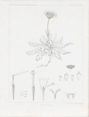 Hulsea Nana Flower Antique Daisy Print 1857