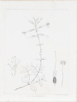 Penstemon Newberryi Mountain Pride Flower Antique Botany Print 1857