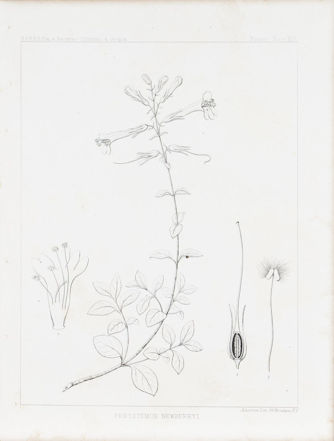 Penstemon Newberryi Mountain Pride Flower Antique Botany Print 1857