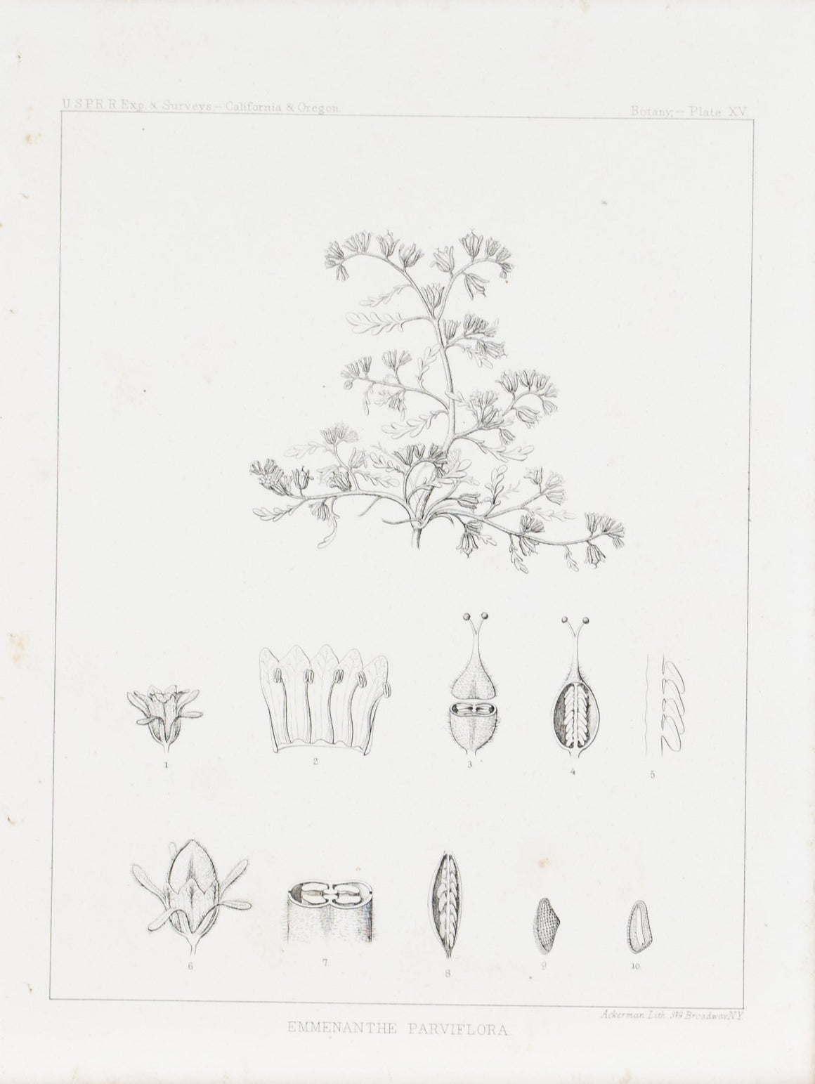 Emmenanthe Parviflora Flower Antique Botany Print 1857