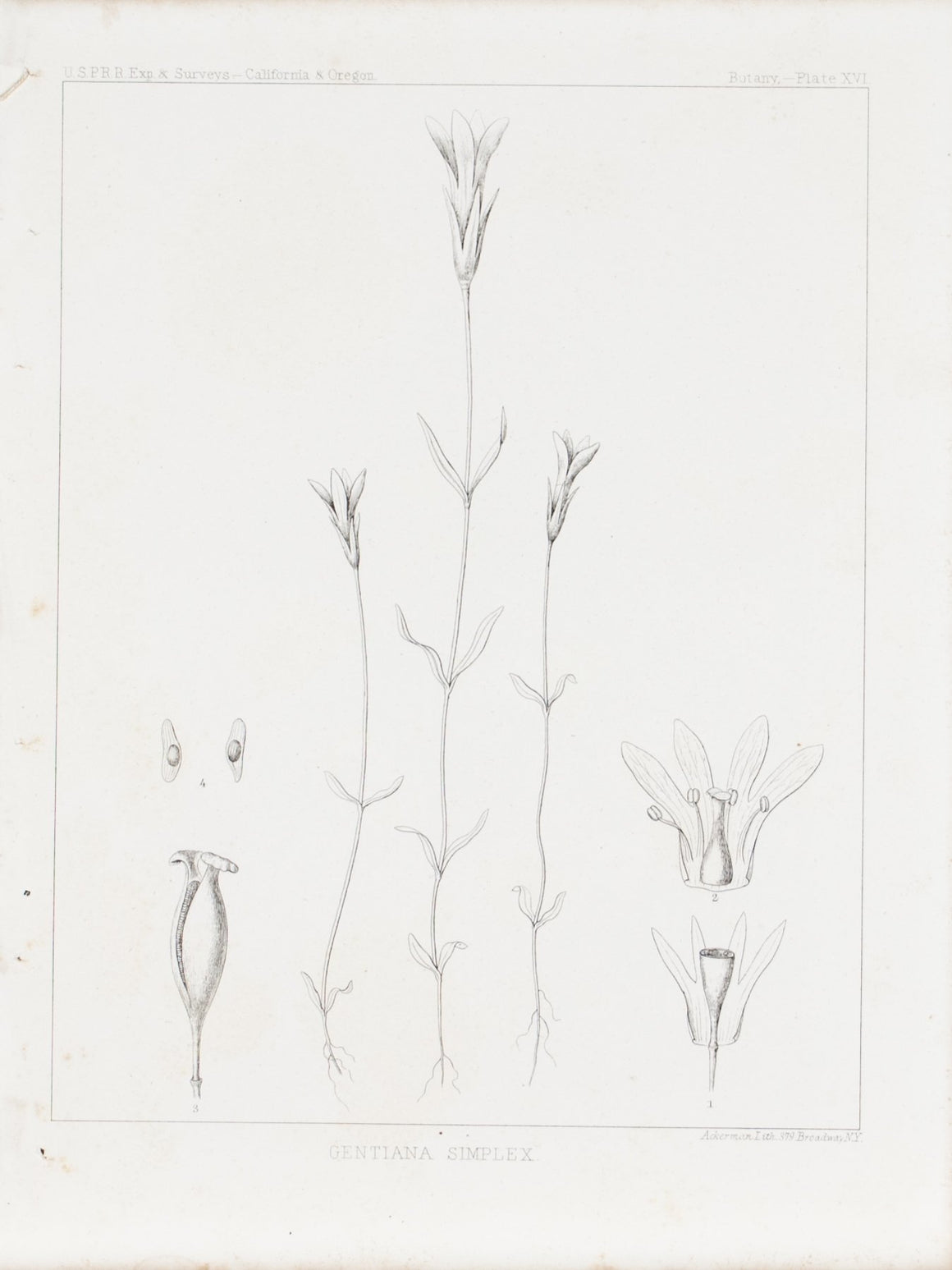 Gentiana Simplex Oneflower  Antique Botany Print 1857