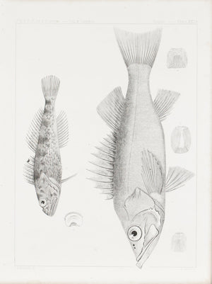 Artedius Lateralis Sebastes Paucispinis Antique Fish Print 1857