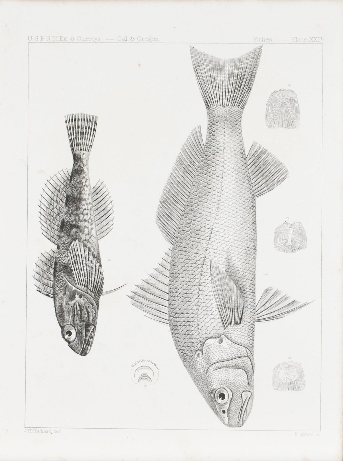 Artedius Notospilotus Leiostomus Lineatus Antique Fish Print 1857