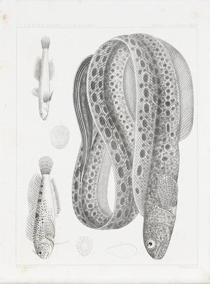Anarrhichthys Felis Blennius Gentilis Antique Fish Print 1857