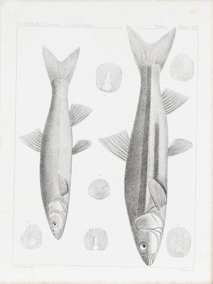 Mylocheilus Caurinus Antique Fish Print 1857