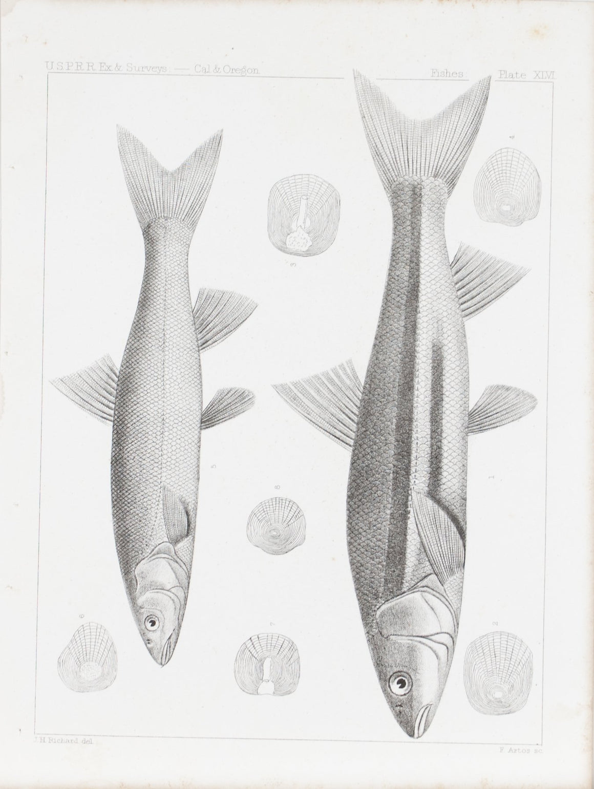 Mylocheilus Caurinus Antique Fish Print 1857
