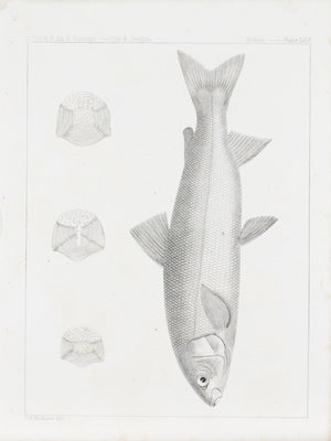 Coregonus Williamsoni Antique Fish Print 1857