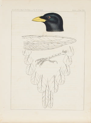 Yellow Billed Magpie Pica Nuttalli Antique Bird Print 1857