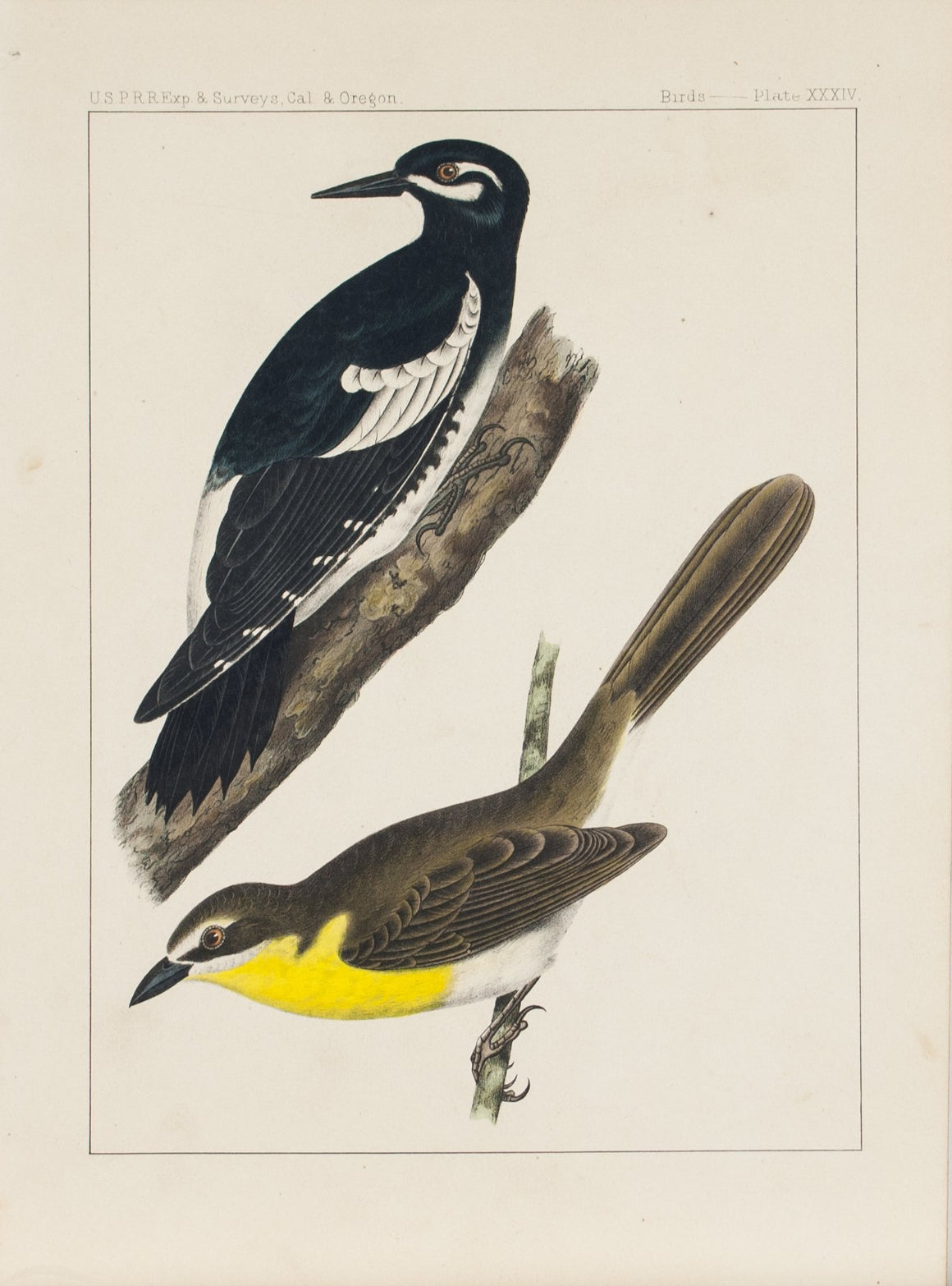 Yellow Breasted Chat Picus Williamsonii Icteria Longicauda Songbird Print 1857