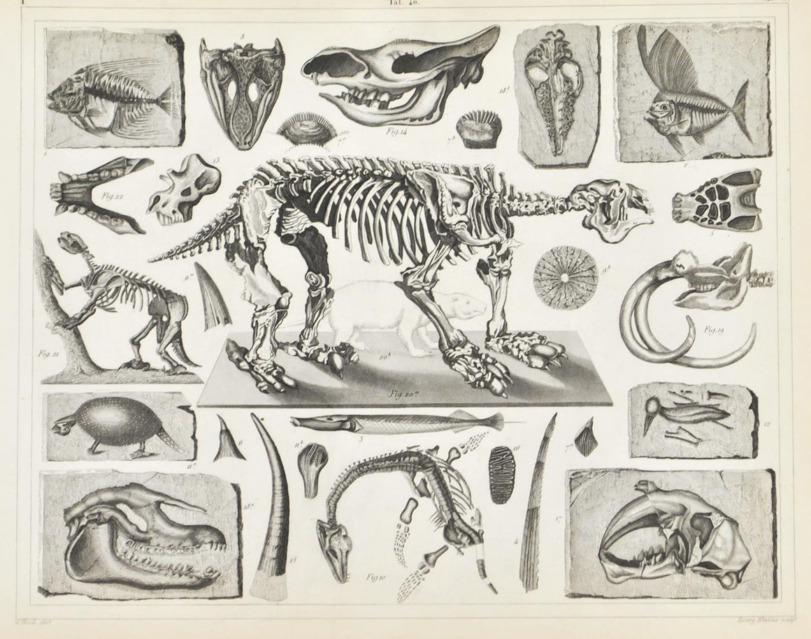 Fossils Tertiary Plesiosaurus Early Mammals Antique Archaeology Print 1857