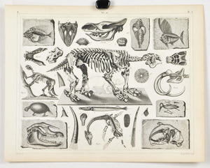 Fossils Tertiary Plesiosaurus Early Mammals Antique Archaeology Print 1857