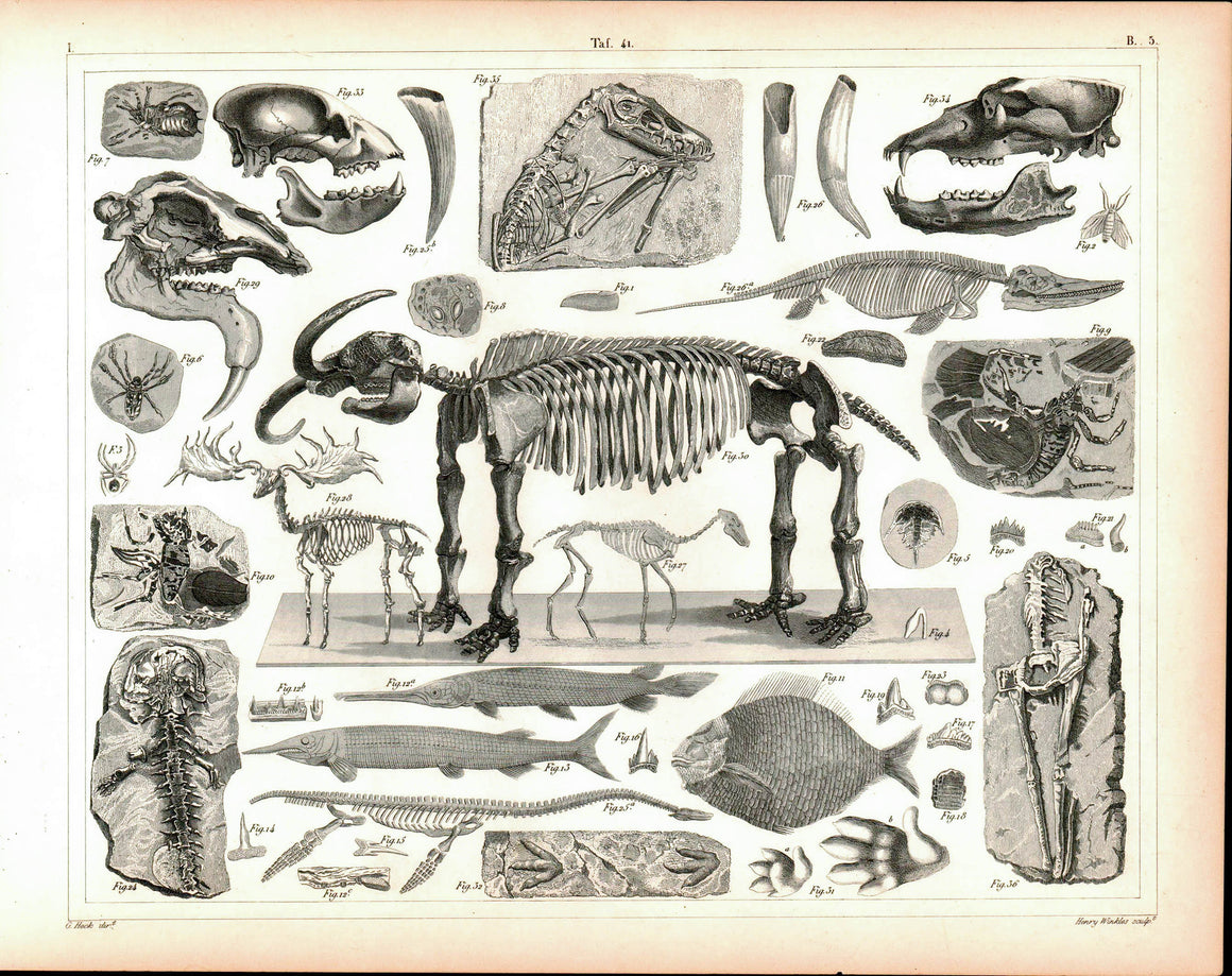 Fossils Missourium Theristocaulodon Antique Archaeology Print 1857