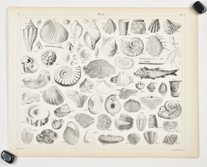 Fossils Shells Sea Life Antique Archaeology Print 1857