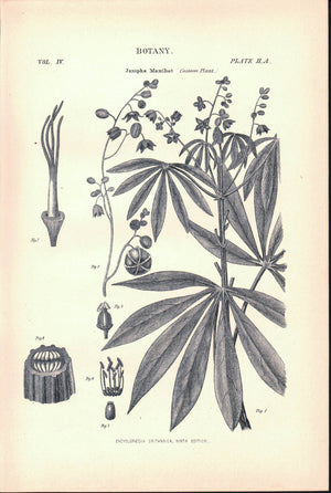 Janipha Manihot Cassava Plant Antique Botany Print 1877
