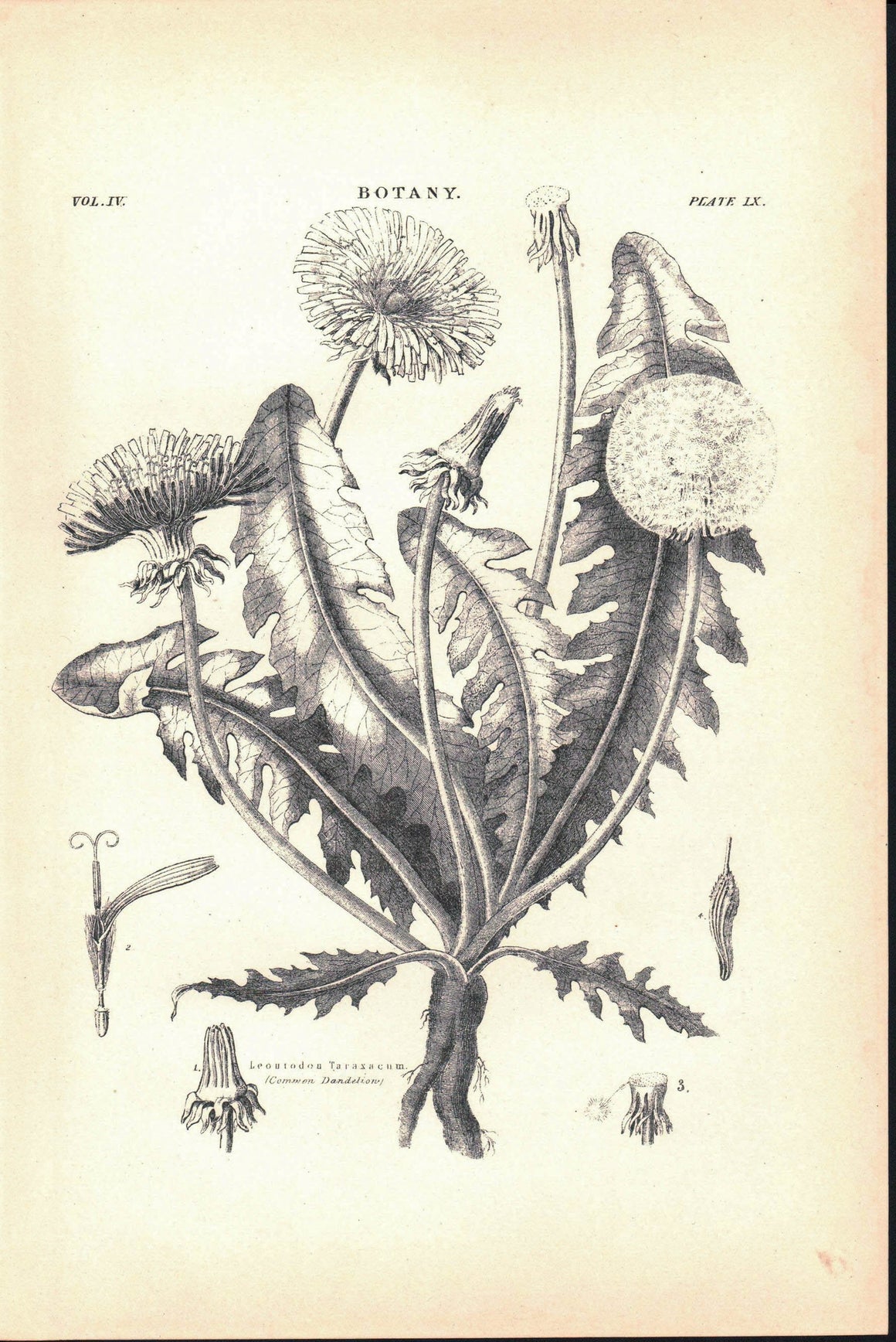 Leontodon Taraxacum Dandelion Antique Botany Print 1877