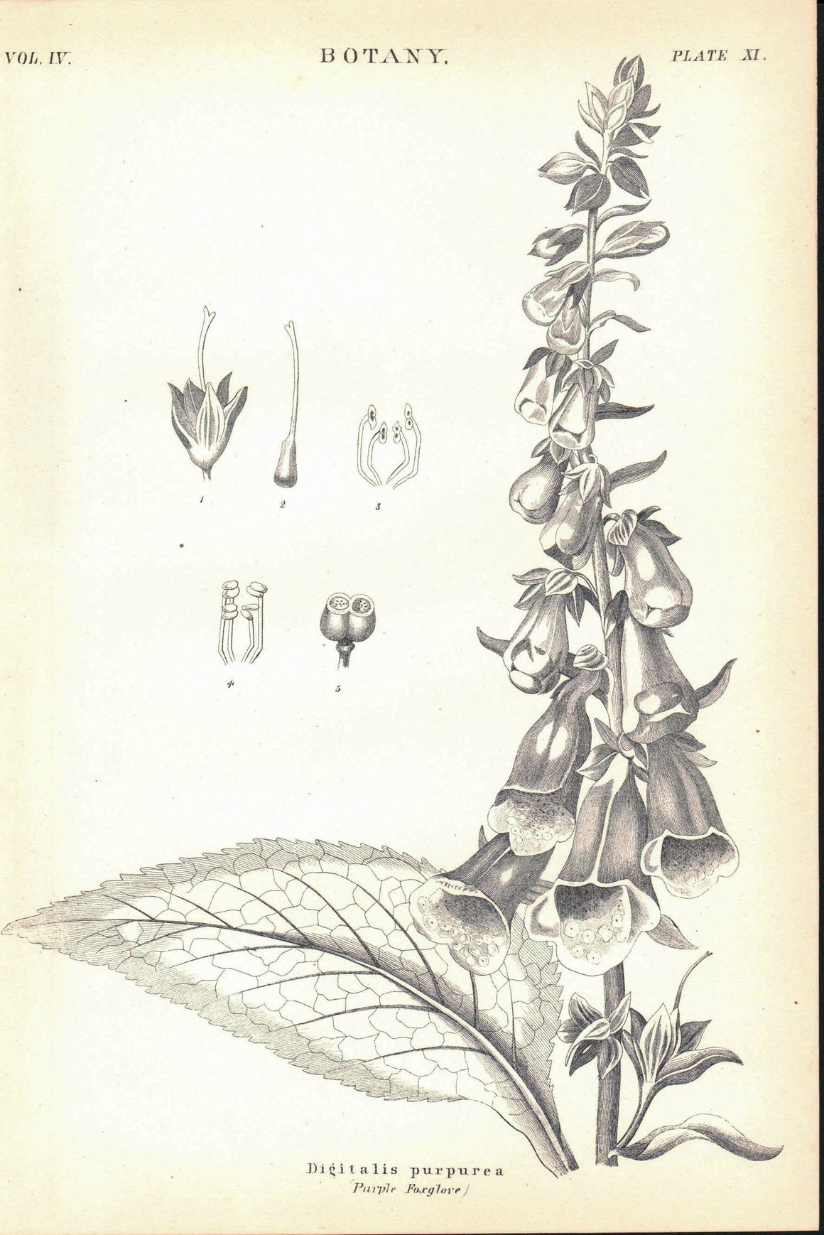 Digitalis Purpurea Purple Foxglove Antique Botany Print 1877