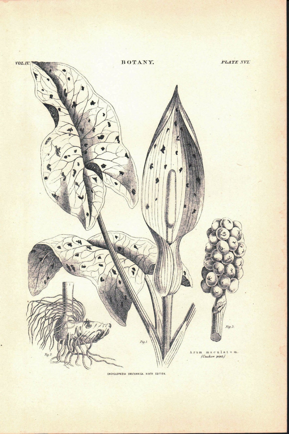 Arum Maculatum Cuckow Pint Antique Botany Print 1877