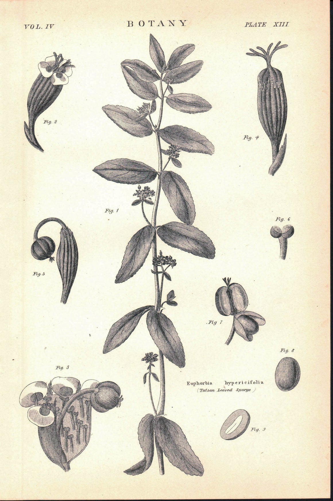 Tutsan Leaved Spurge Antique Botany Print 1877