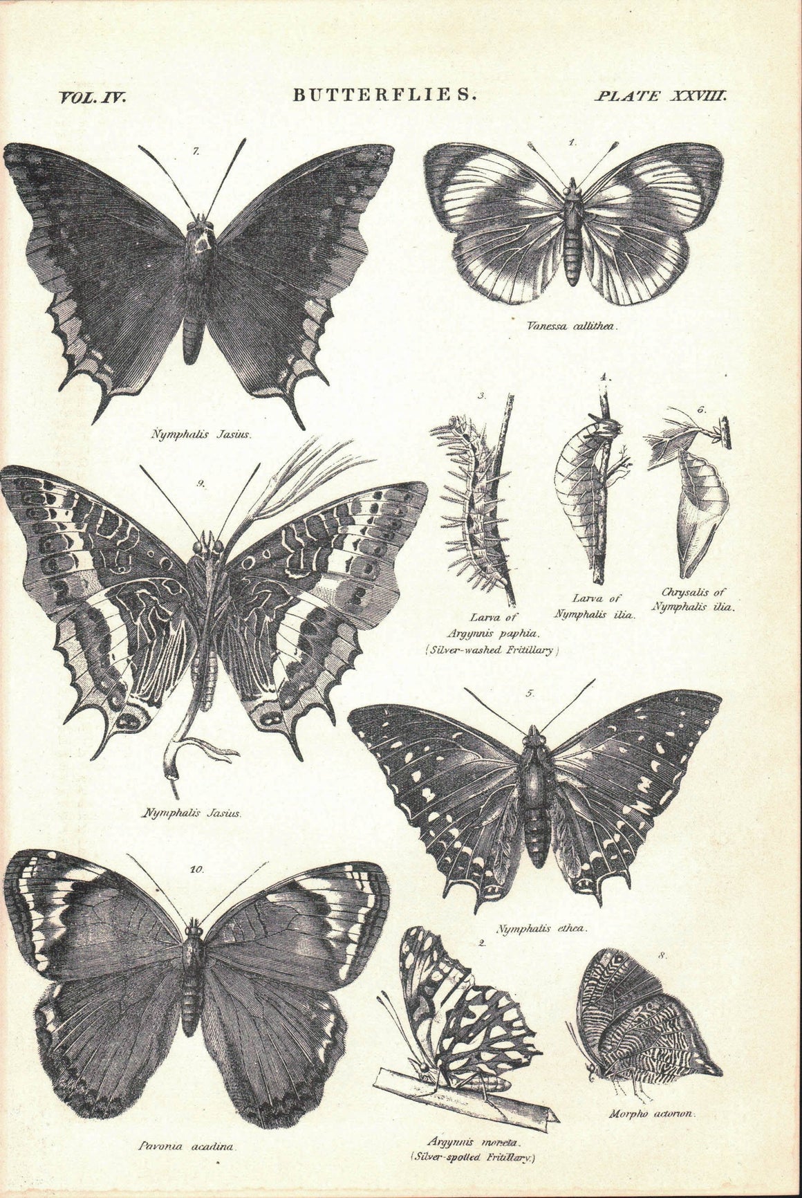 Nymphalis Jasius Butterfly Antique Entomology Print 1877