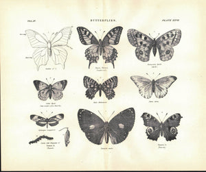 Swallow Tail Apollo Peacock Butterfly Antique Entomology Print 1877