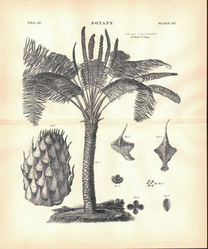 Cycas Circinalis Queen Sago Antique Botany Print 1877