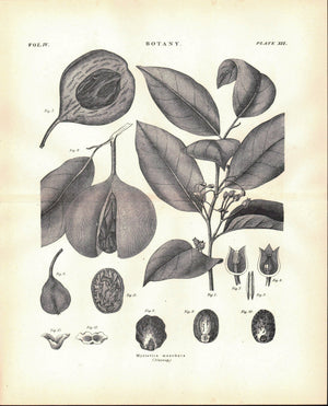 Myristica Moschata Nutmeg Antique Botany Print 1877