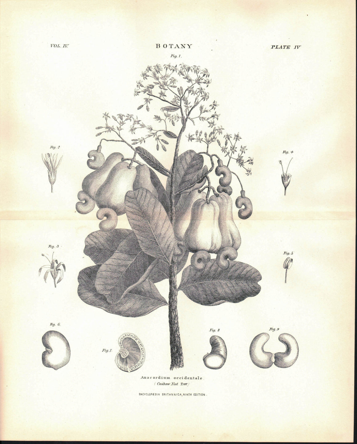 Anacardium Occidentale Cashew Nut Tree Antique Botany Print 1877