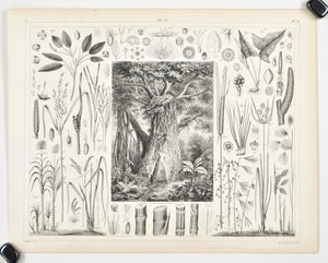 Cat Tail Sugarcane Banana Tree Antique Botany Print 1857