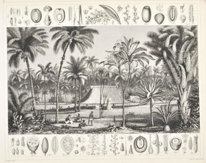 Cocoa Palm Sago Tree Aloe Papyrus Antique Botany Print 1857