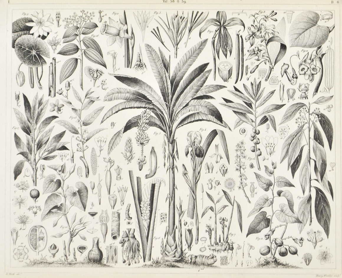 Daffodil Lily Lotus Cinnamon Tree Plantain Antique Botany Print 1857