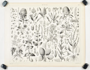 Nutmeg Sugar Plantain Antique Botany Print 1857