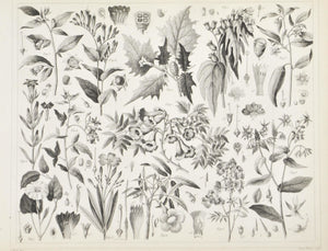 Jacob's Ladder Henbane Jimson Weed Pinkroot Antique Botany Print 1857