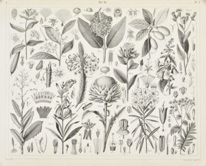 Benzoin Tree Marsh Tea Poison Lettuce Antique Botany Print 1857