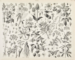 Arabica Coffee Sarsaparilla Hemlock Parsley Antique Botany Print 1857