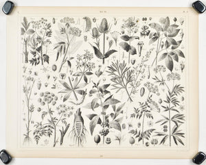 Arabica Coffee Sarsaparilla Hemlock Parsley Antique Botany Print 1857