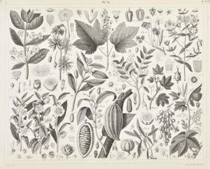 Cacao White Maple Citron Tea Plant Mahogany Antique Botany Print 1857