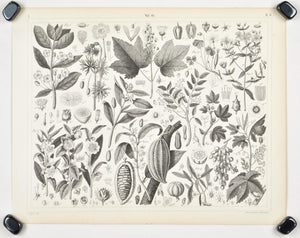 Cacao White Maple Citron Tea Plant Mahogany Antique Botany Print 1857