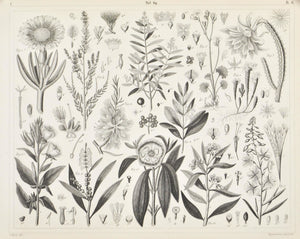 Cactus Marigold Clove Tree Antique Botany Print 1857