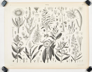 Cactus Marigold Clove Tree Antique Botany Print 1857