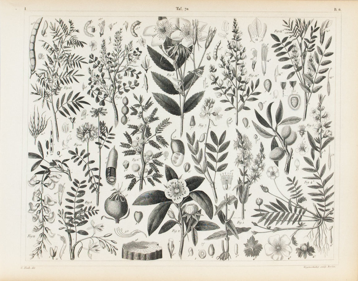 Musk Rose Silverweed Sicklewort Kidney Bean Antique Botany Print 1857
