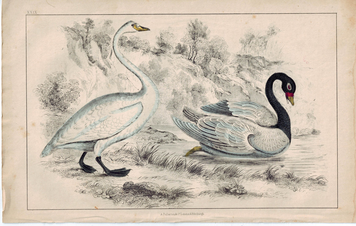 Swans Water Bird 1853 Antique Hand Color Engraved Print