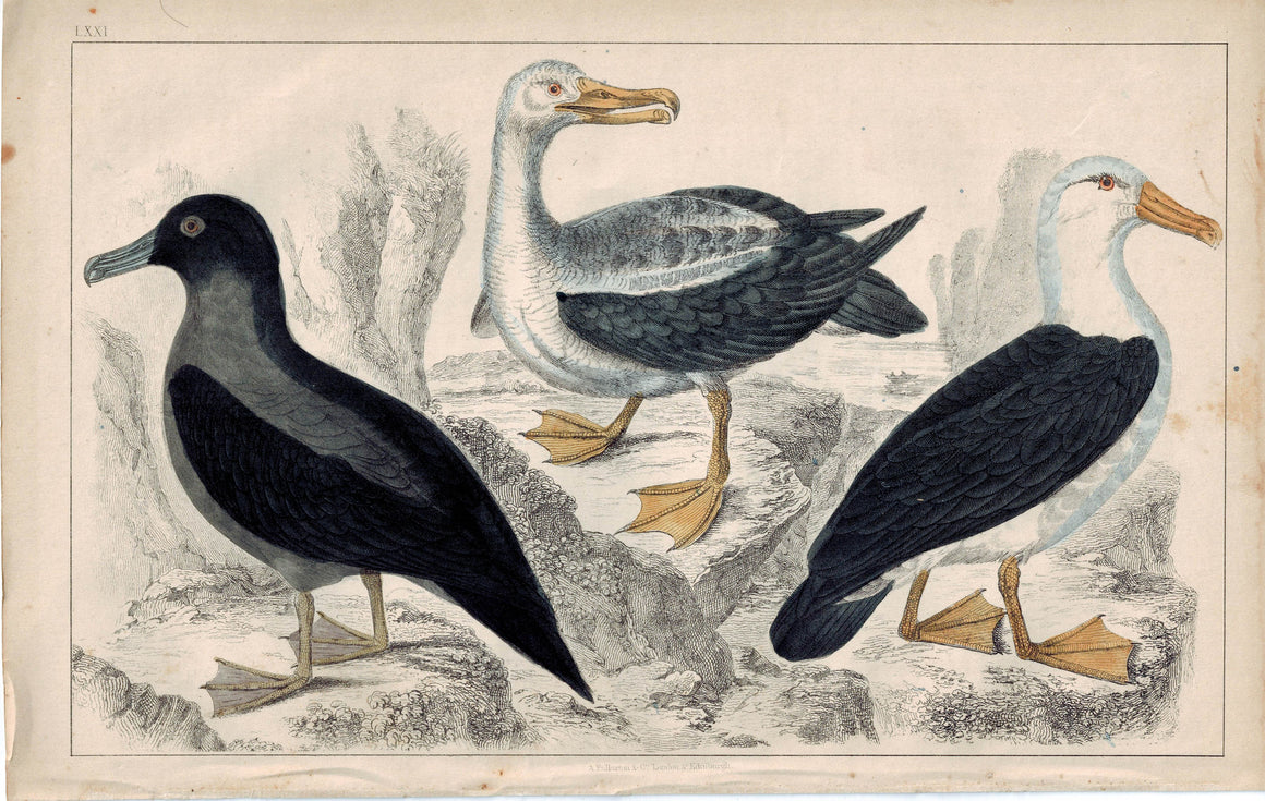 Sea Birds Water Duck Bird 1853 Antique Hand Color Engraved Print