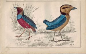 Giant Breve Bird 1853 Antique Hand Color Engraved Print