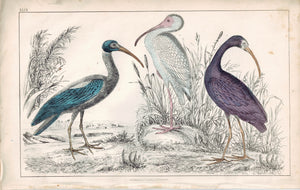 Ibis - Papillated, Metallic, White Ibis Bird 1853 Antique Hand Color Print