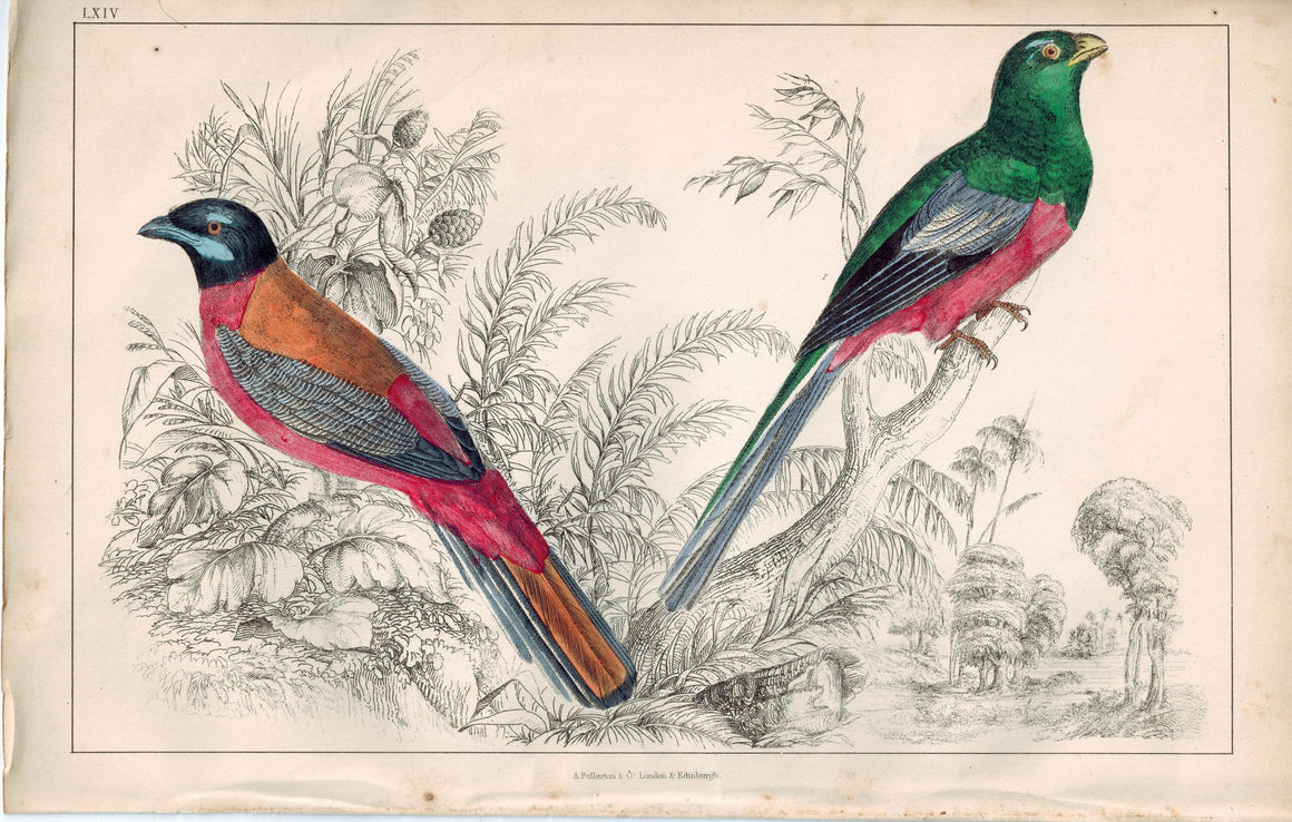 Buvancel's & Narina Trogon Bird 1853 Antique Hand Color Engraved Print