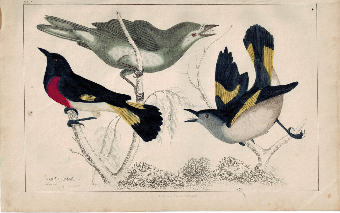 Shelby's Gnat Yellow-Tailed Catcher Bird 1853 Antique Hand Color Print