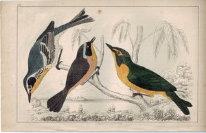 Yellow Throat Maryland & Kentucky Warbler Bird 1853 Antique Hand Color Print