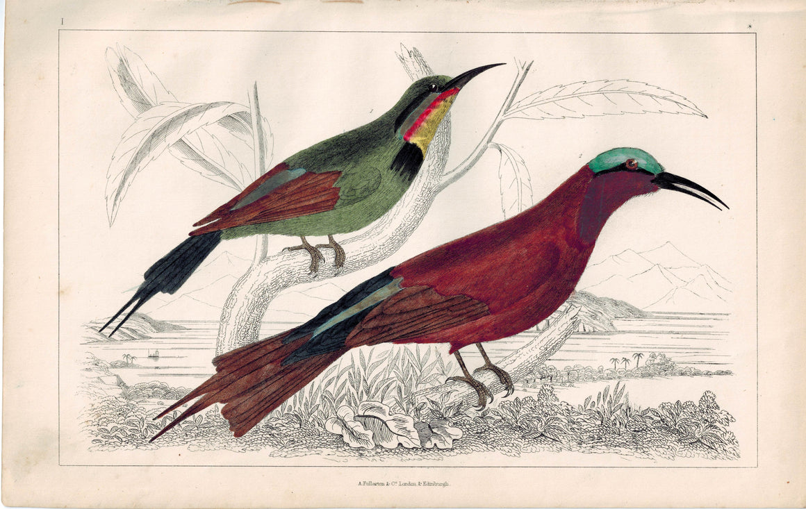 Red-Winged & Blue-Headed Bee-Eater Bird 1853 Antique Hand Color Print