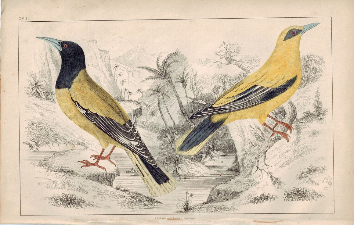 Black-Headed & Black-Cheeked Oriole Bird 1853 Antique Hand Color Print