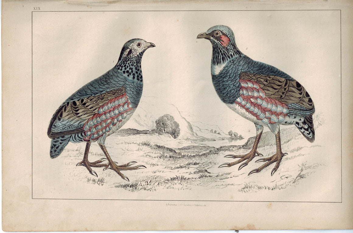 Large-Footed Partridge Female & Male Bird 1853 Antique Hand Color Print